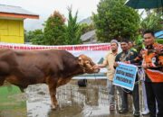 Bupati Humbahas Serahkan Bantuan Sapi Kurban Presiden dan Wakil Presiden di Kecamatan Tarabintang dan Parlilitan