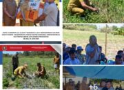 Bupati Humbahas Panen Bawang Merah di Paranginan