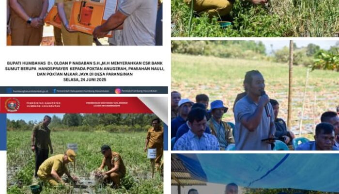 Bupati Humbahas Panen Bawang Merah di Paranginan