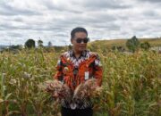 Bupati Hadiri Panen Bawang di Pollung, Petani Bersyukur Hasil Melimpah