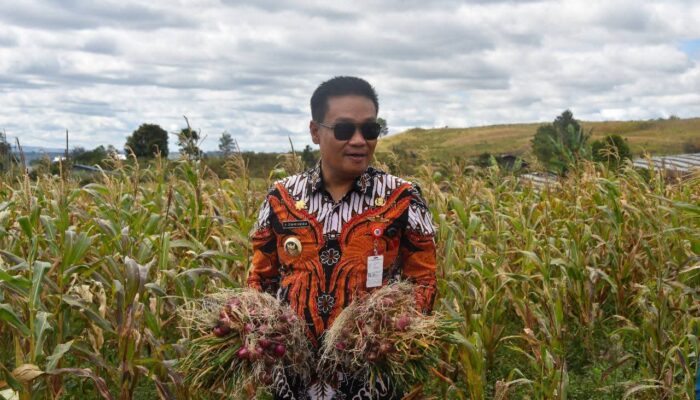 Bupati Hadiri Panen Bawang di Pollung, Petani Bersyukur Hasil Melimpah
