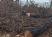 Penebangan Pinus Ilegal di Lahan Bersengketa Pollung, Aparat Dinilai Tutup Mata