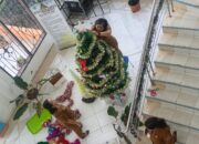 BPKPD Humbang Hasundutan Mulai Pasang Pohon Natal,