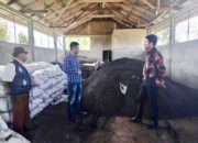 Camat Pollung Tinjau Pengelolaan BUMDESMA POLMAS LKD di Desa Hutapaung