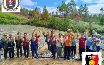 Camat Pollung Hadiri Panen Bawang Merah Bumdes Pasada Jaya Desa Parsingguran I. (19/02/2026)