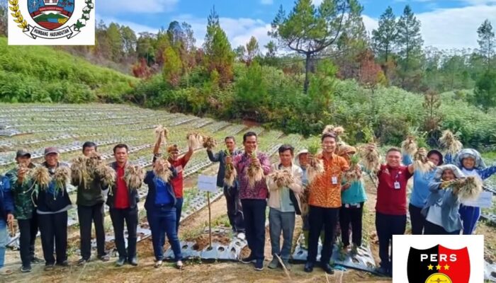 Camat Pollung Hadiri Panen Bawang Merah Bumdes Pasada Jaya Desa Parsingguran I. (19/02/2026)