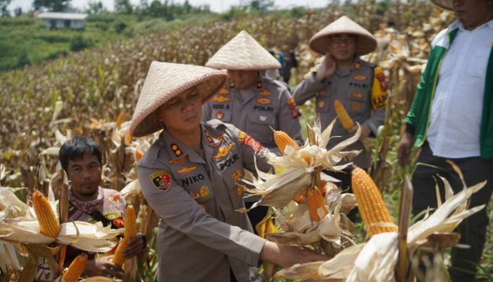 Polres Cimahi Genjot Swasembada Jagung di KBB, Targetkan Produksi 2.500 Ton dari 1.700 Hektare Lahan