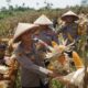 Polres Cimahi Genjot Swasembada Jagung di KBB, Targetkan Produksi 2.500 Ton dari 1.700 Hektare Lahan