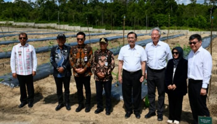 Luhut Gandeng Temasek, TSTH2 Humbang Hasundutan Disiapkan Jadi Pusat Riset Herbal Bertaraf Global